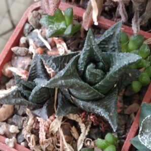 Нaworthia limifolia v. nigra -Koehres-cube-5cm-
