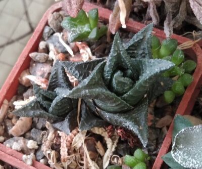 Нaworthia limifolia v. nigra -Koehres-cube-5cm-