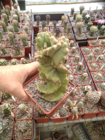 Cereus jamacaru f. spiralis -cube-9cm- - Зображення 2