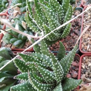 Haworthia margaretifera (Tulista pumila) -Koehres-сіянці-cube-7cm-