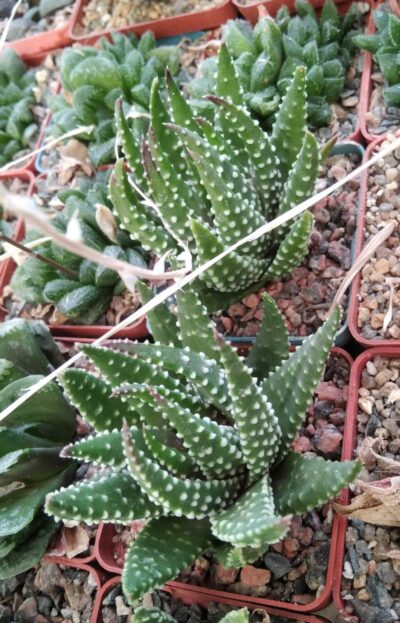 Haworthia margaretifera (Tulista pumila) -Koehres-сіянці-cube-7cm-