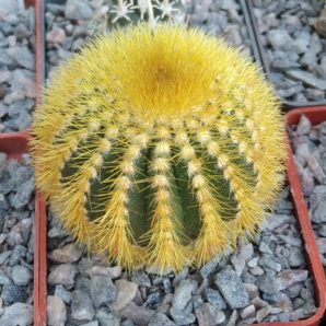 Uebelmania eriocactoides -cube-6cm-щепа на E.jusbertii-