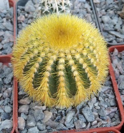 Uebelmania eriocactoides -cube-6cm-щепа на E.jusbertii-