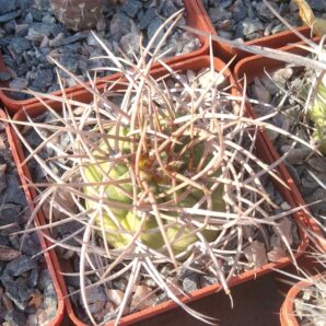 Gymnocalycium mazanense v. polycephalum -cube-7cm-