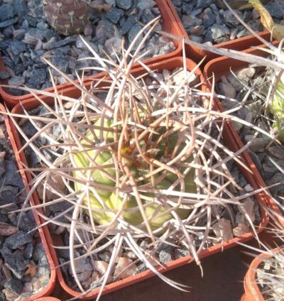 Gymnocalycium mazanense v. polycephalum -cube-7cm-
