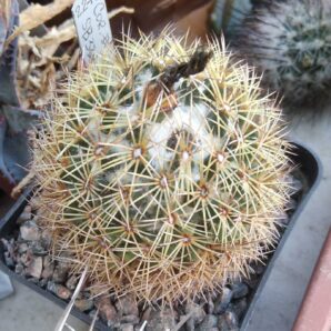 Coryphantha delaetiana SB339 -cube-8cm-
