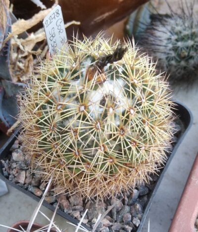 Coryphantha delaetiana SB339 -cube-8cm-