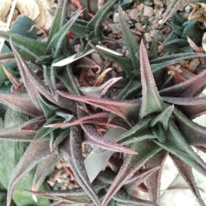 Haworthia nigra -Arid Lends- пагони-