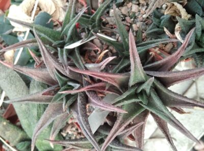 Haworthia nigra -Arid Lends- пагони-