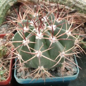 Melocactus spec. -cube-6cm-
