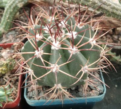 Melocactus spec. -cube-6cm-