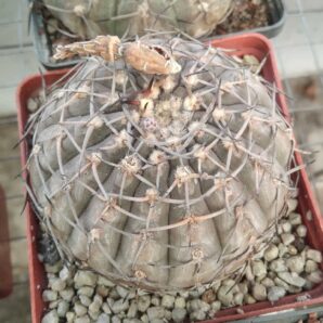 Gymnocalycium bodenbenderianum silver form-cube-8cm- 20years-