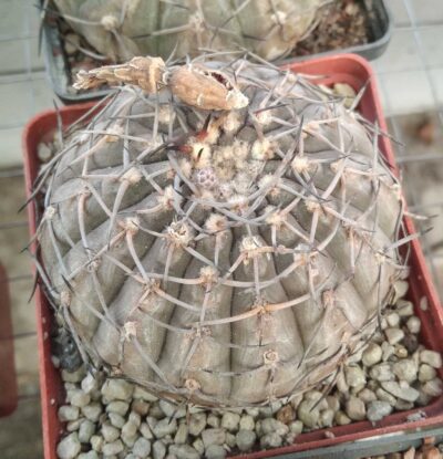 Gymnocalycium bodenbenderianum silver form-cube-8cm- 20years-