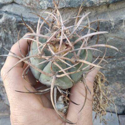 Gymnocalycium armatum VS300 + плід! - Зображення 2