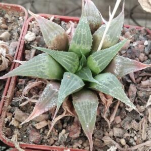 Нaworthia retusa v. acuminata- cube-7cm-