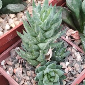 Haworthia glauca v. herrei -compact form-сube-5cm-