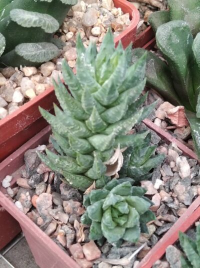 Haworthia glauca v. herrei -compact form-сube-5cm-