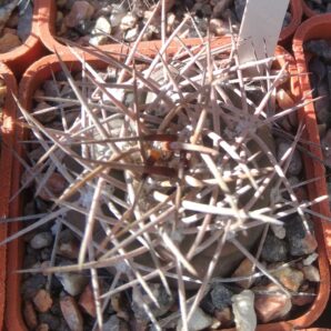 Gymnocalycium catamarcense -cube-5cm-super spines-