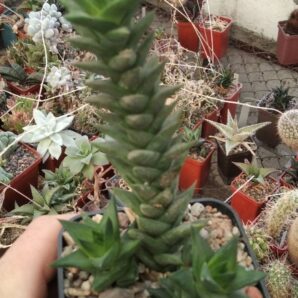 Astroloba bicarinatum -Mesa Garden- пагони-