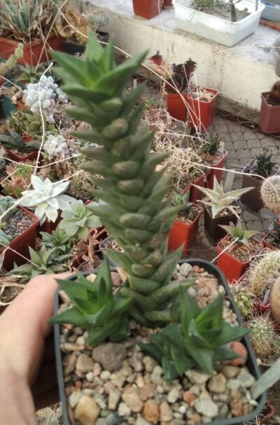 Astroloba bicarinatum -Mesa Garden- пагони-