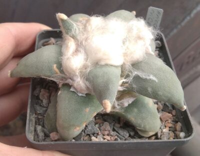 A. refusus cv. 'Cauliflover' - cube-8cm- - Зображення 3
