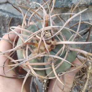 Gymnocalycium armatum VS300 + плід!