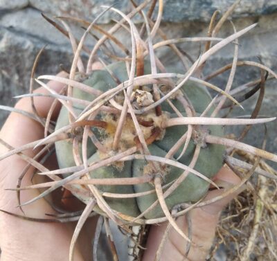 Gymnocalycium armatum VS300 + плід!