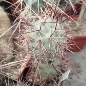 Tephrocactus geometricus v. fiambalensis VG1047-верхній пагін-