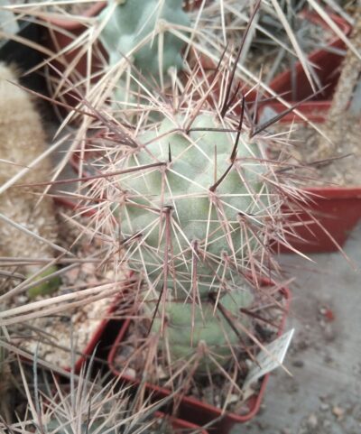 Tephrocactus geometricus v. fiambalensis VG1047-верхній пагін-