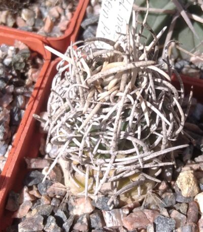 Navajoa peblesiana v. menzelii -Arizona- щеплена-