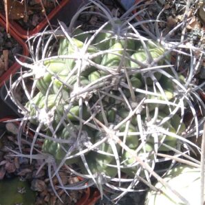 Gymnocalycium mostii -cube-8cm-collection-