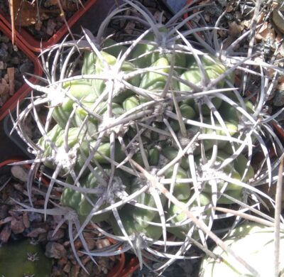 Gymnocalycium mostii -cube-8cm-collection-