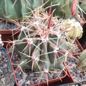 Ferocactus horridus f. variegata -cube-7cm-