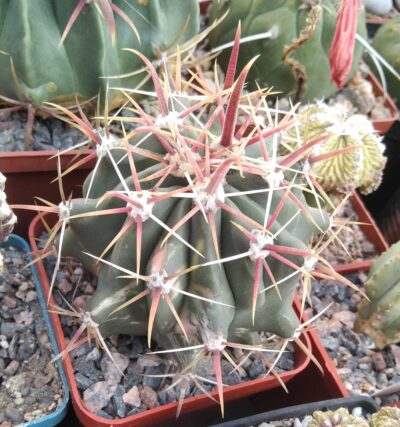 Ferocactus horridus f. variegata -cube-7cm-
