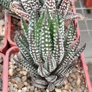 Haworthia reinwardtii kaffirdriftrensis RIBB0448 -cube-5cm-