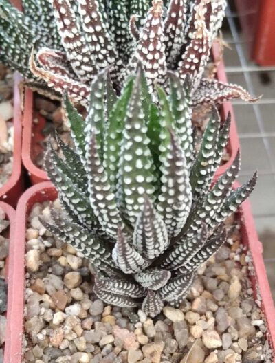 Haworthia reinwardtii kaffirdriftrensis RIBB0448 -cube-5cm-