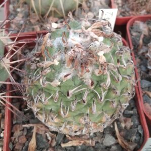 Turbinicarpus spec. Negrito- cube-7cm- біля 20 років-