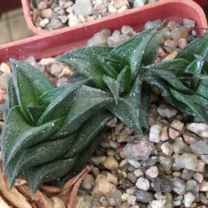 Нaworthia viscosa x nigra - Plapp- compact form- пагони-