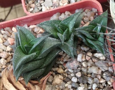 Нaworthia viscosa x nigra - Plapp- compact form- пагони-