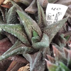 Нawotrhia limifolia 'Jack Braun'- пагони-