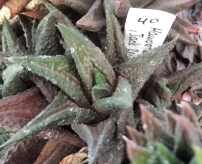 Нawotrhia limifolia 'Jack Braun'- пагони-