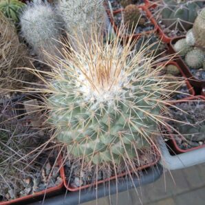 Mammillaria sonorensis -cube-8cm-