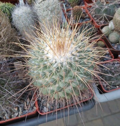 Mammillaria sonorensis -cube-8cm-