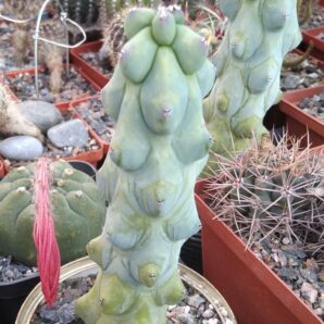 Myrtillocactus cv. Fukurokuryuzinboku - горщик-9см -