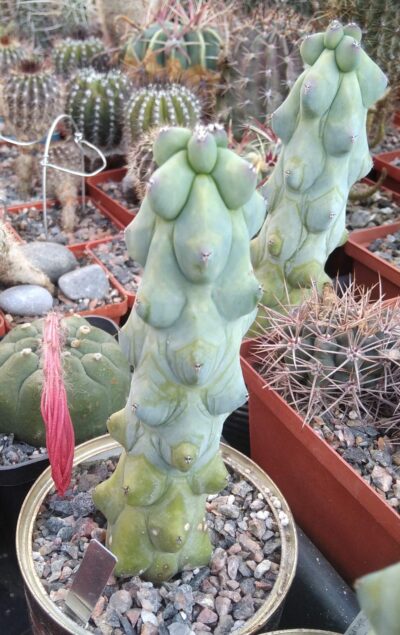 Myrtillocactus cv. Fukurokuryuzinboku - горщик-9см -