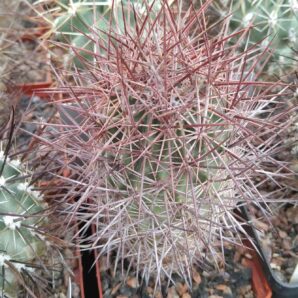 Echinomastus jonsonii v. lutescens -cube-7cm-прихована підщепа- | 31