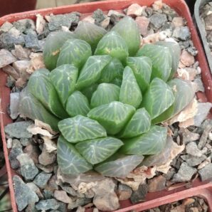 Haworthia cooppery v. dielsiana - сіянець-