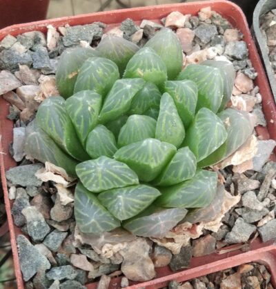 Haworthia cooppery v. dielsiana - сіянець-