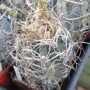 Astrophytum crasispinoides -cube-7cm- collection-