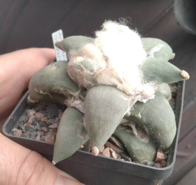 A. refusus cv. 'Cauliflover' - cube-8cm- - Зображення 2